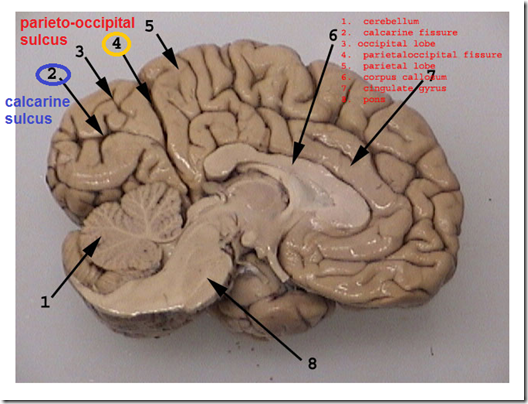 Organization of the Cerebral Cortex
